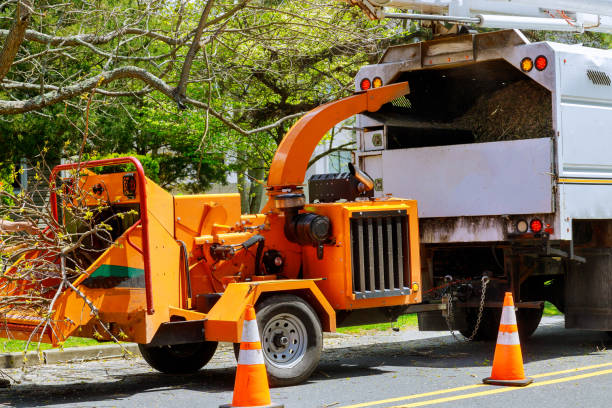 Leaf Removal in Anahuac, TX